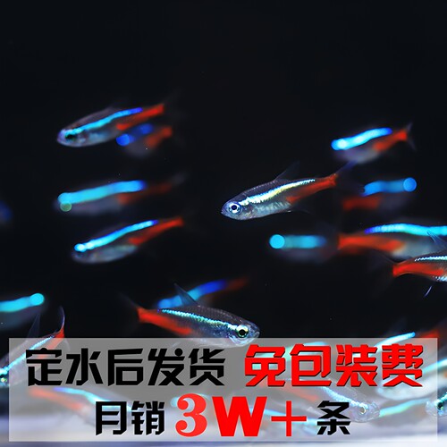 热带鱼鱼小型观赏鱼红绿灯灯科鱼淡水宝莲灯新手金波子金线长尾 - 图0