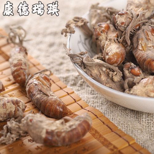 50克金蝉花中药材官方旗舰店土蝉花蝉草蝉菌蝉花虫草深山野金蝉花 - 图3