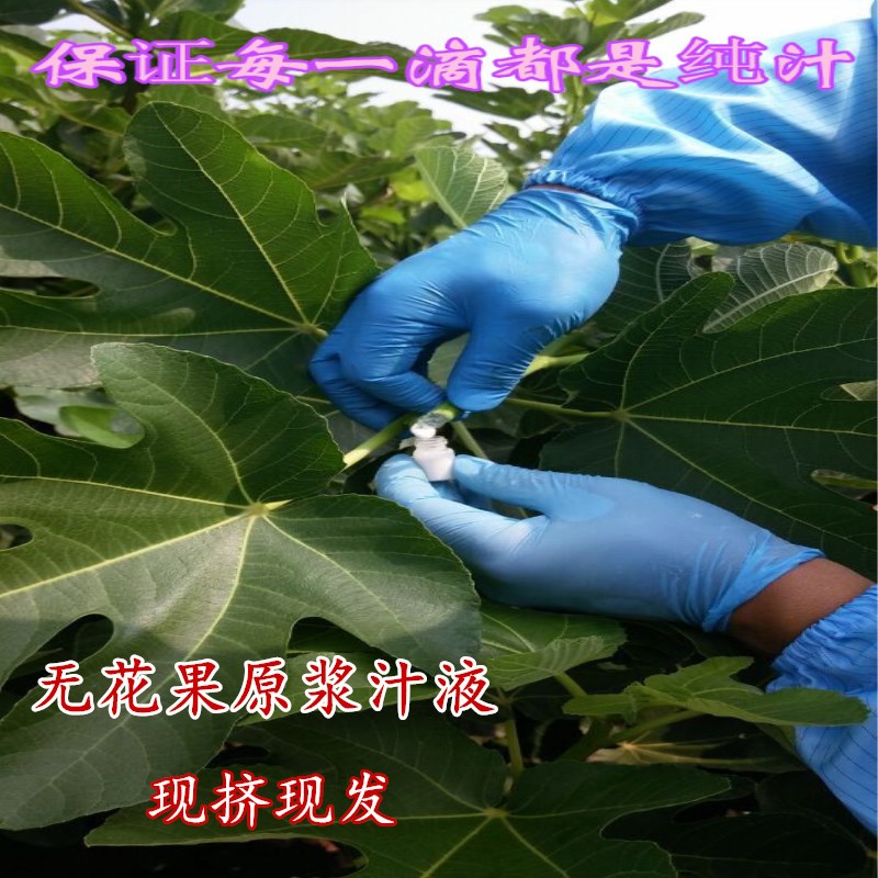 新鲜无花果白汁原浆乳液无花果叶果实汁液现挤现发5ml-图1