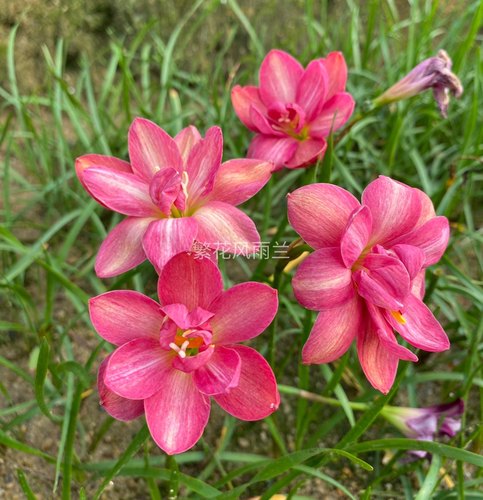 满28元包邮，重瓣拉风，重瓣拉风风雨兰多瓣风雨兰耐热植物 - 图2