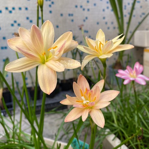 满28元包邮，重瓣拉风，重瓣拉风风雨兰多瓣风雨兰耐热植物 - 图1