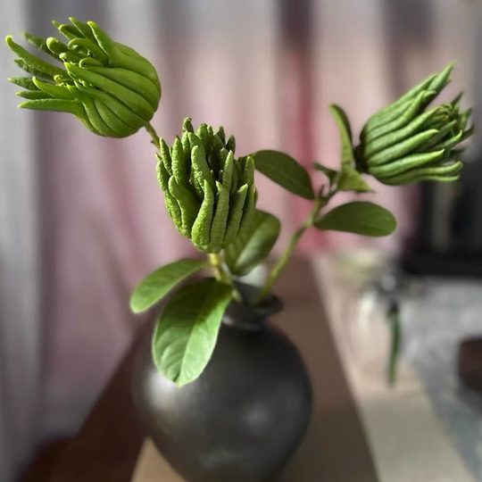 La mano recién recogida del Buda Jinhua para verla