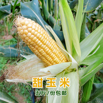 (Sweet Corn) Shunfeng (five catties) farmhouse planted with no agricultural and residual fertilizer is very sweet