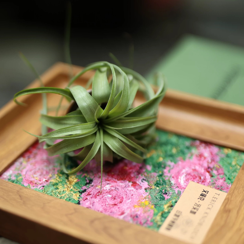 《日落下的蔷薇》室温原创油画空气凤梨艺术生日礼物装饰懒人植物,淘宝优惠券,粉丝福利购,淘宝优惠卷