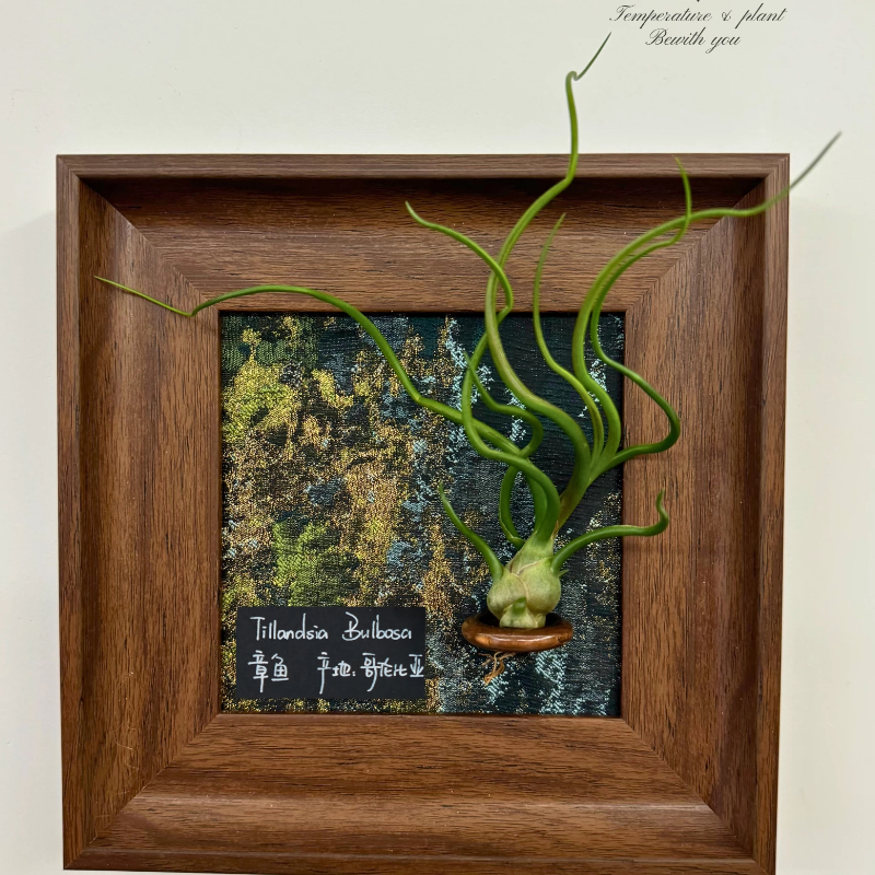 【莱茵河畔】室温原创空气凤梨生日礼物美式复古桌面装饰植物,淘宝优惠券,粉丝福利购,淘宝优惠卷