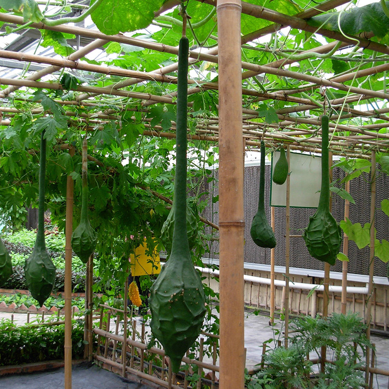 鹤首葫芦种籽文玩长柄狼牙棒葫芦种子家庭阳台盆栽观赏葫芦籽春夏,淘宝优惠券,粉丝福利购,淘宝优惠卷