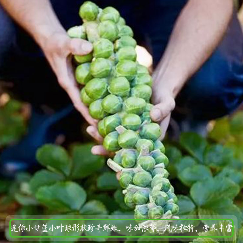 菜种籽抱子甘蓝种子包心菜籽甘兰迷你小孢子小型芽球包心菜种孑_虎窝淘