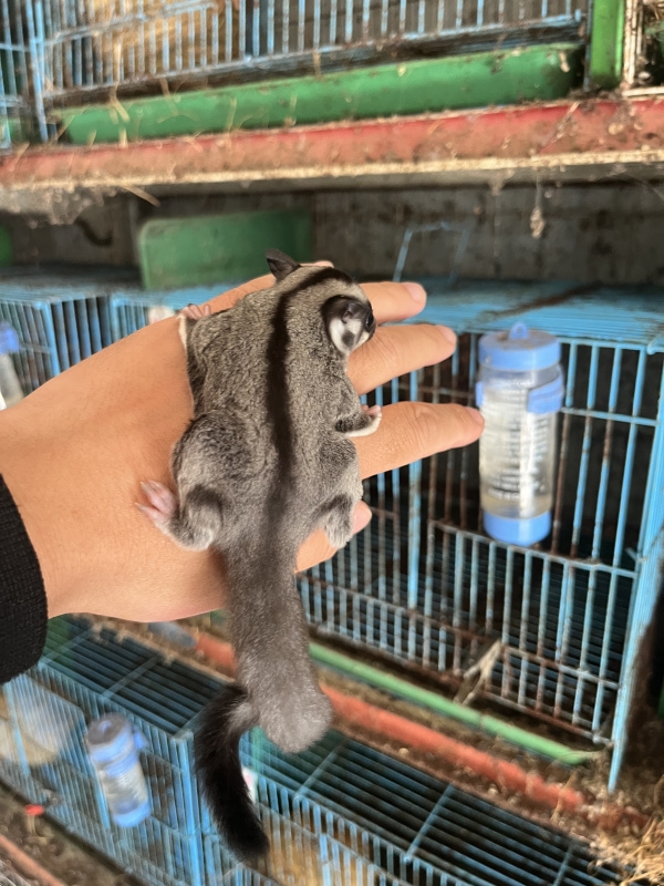 蜜袋鼯活体宠物幼崽小飞鼠随身活物大眼鼠活体宠物原色蜜袋鼯-图3