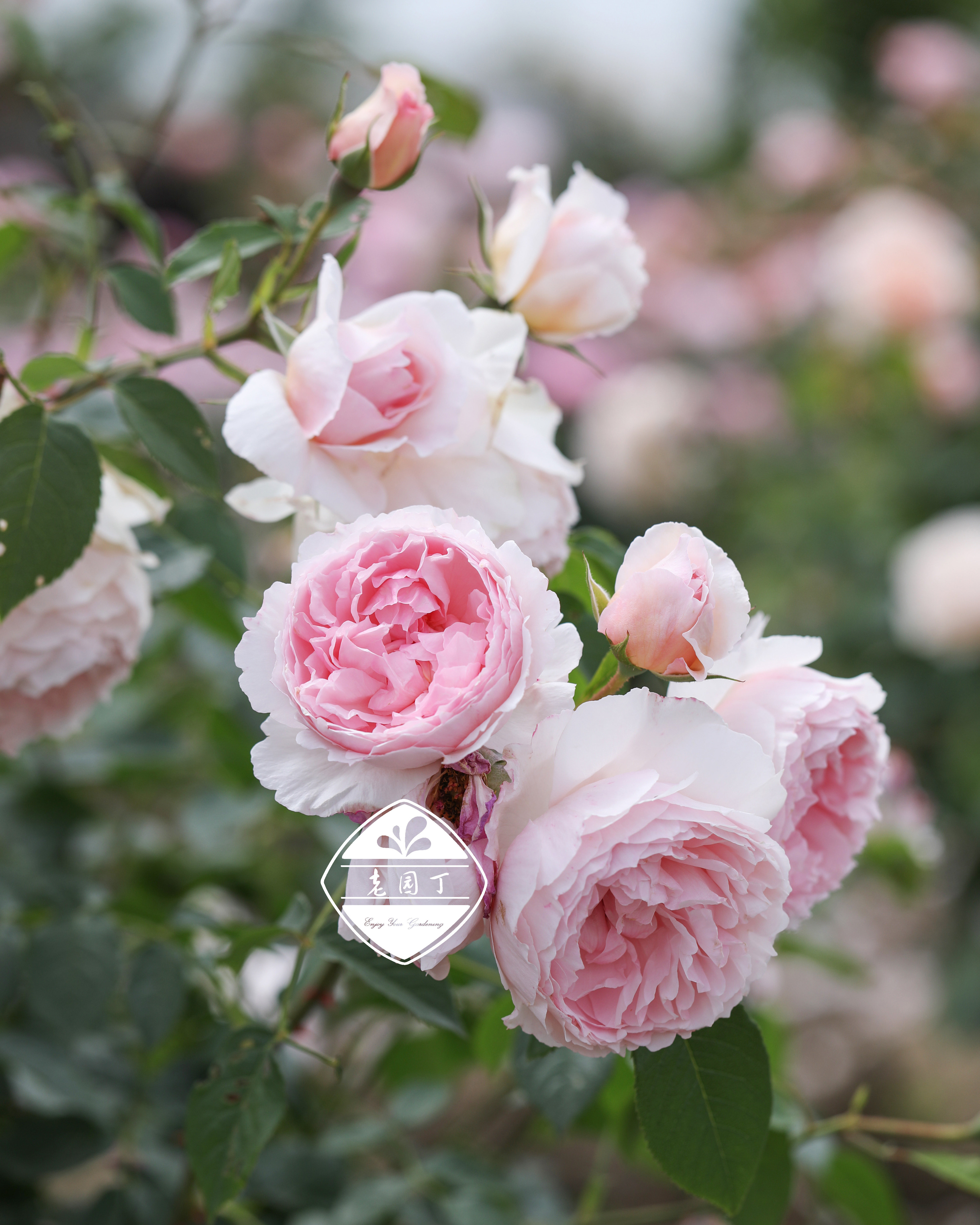 奥斯汀藤本月季P11盆 夏夫人黄金庆典威基伍德莫里斯 老园丁庭院,淘宝优惠券,粉丝福利购,淘宝优惠卷