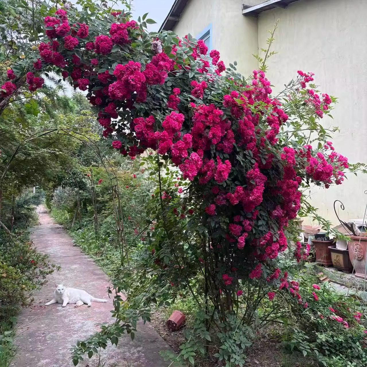 藤本月季P11等待的情人荷花蔷薇超级埃克赛尔萨老园丁庭院攀爬墙,淘宝优惠券,粉丝福利购,淘宝优惠卷