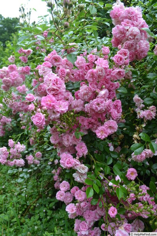 藤本月季P11等待的情人荷花蔷薇超级埃克赛尔萨老园丁庭院攀爬墙,淘宝优惠券,粉丝福利购,淘宝优惠卷