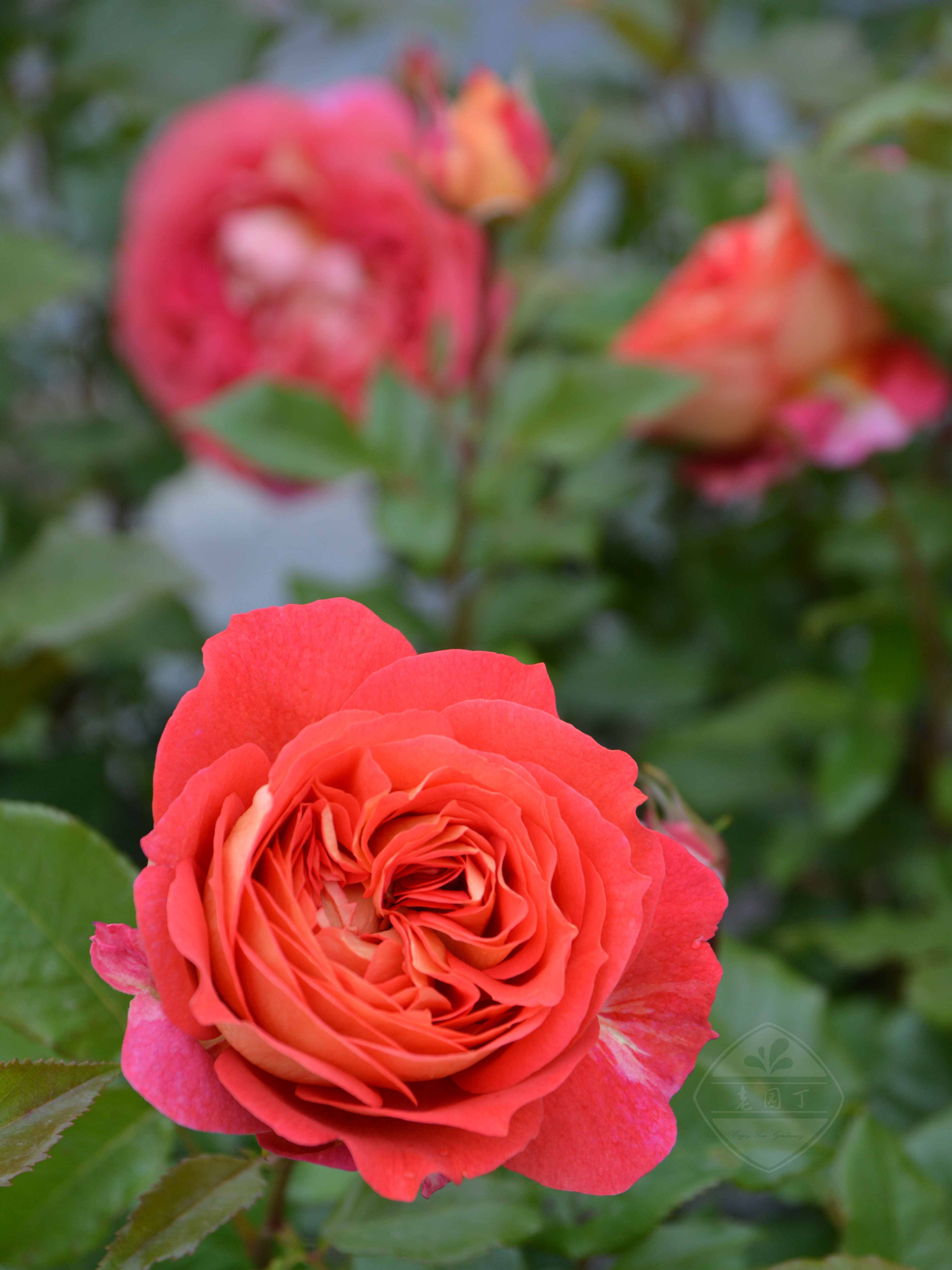 木村卓功授权 阿尔戈英雄橙色灌木月季老园丁月季盆栽花卉庭院,淘宝优惠券,粉丝福利购,淘宝优惠卷