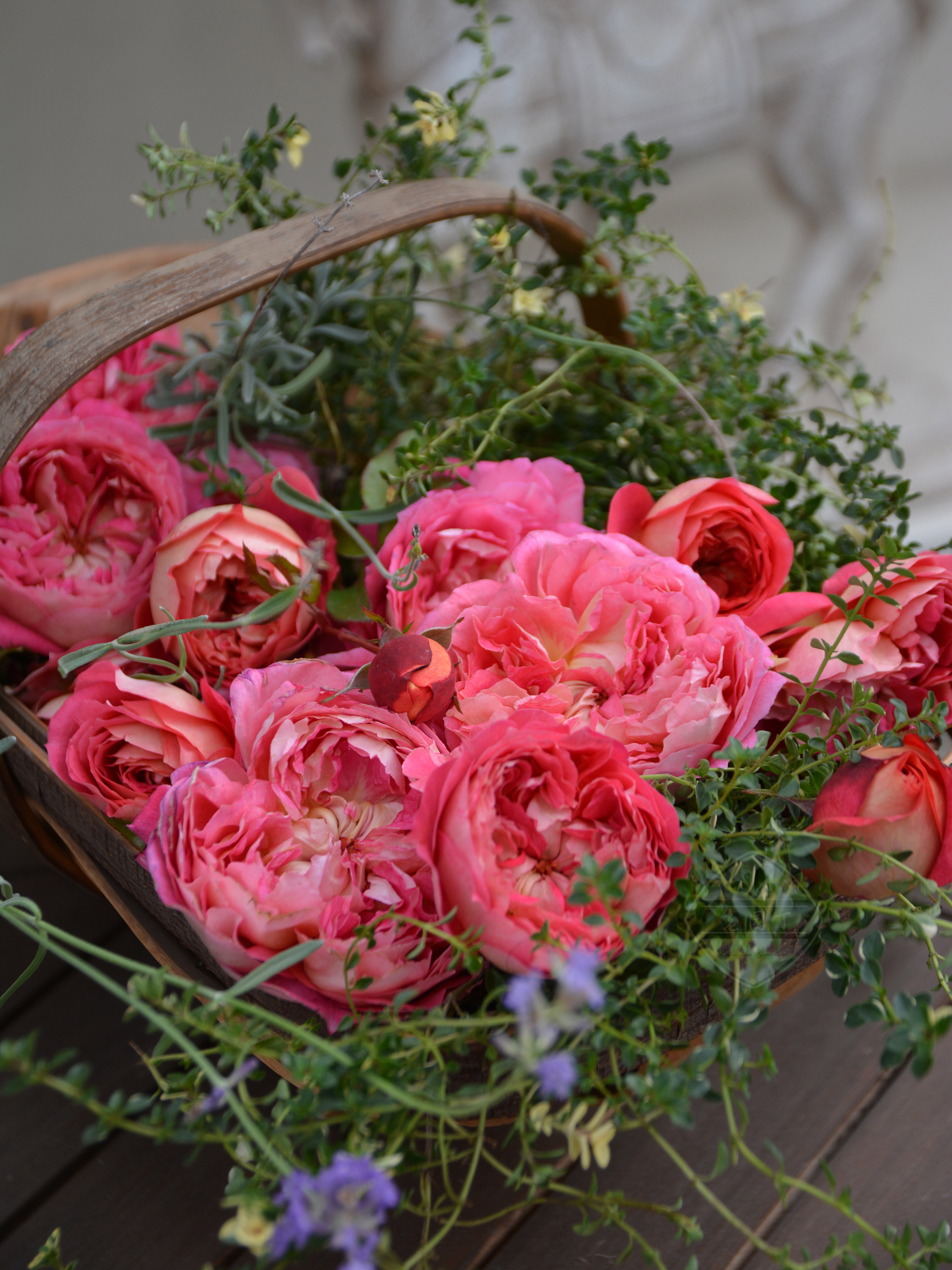 木村卓功授权 阿尔戈英雄橙色灌木月季老园丁月季盆栽花卉庭院,淘宝优惠券,粉丝福利购,淘宝优惠卷