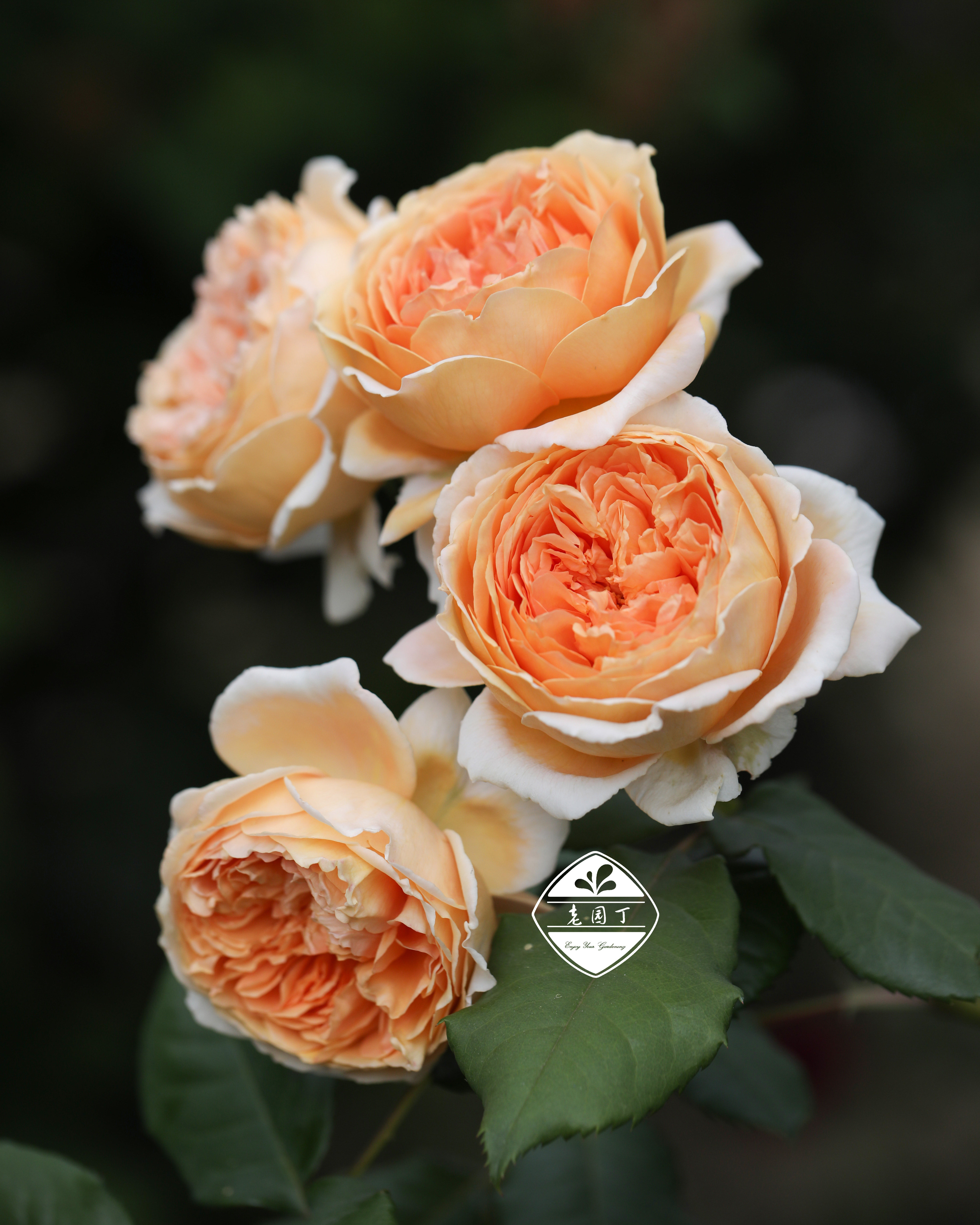 奥斯汀藤本月季P11盆 夏夫人黄金庆典威基伍德莫里斯 老园丁庭院,淘宝优惠券,粉丝福利购,淘宝优惠卷