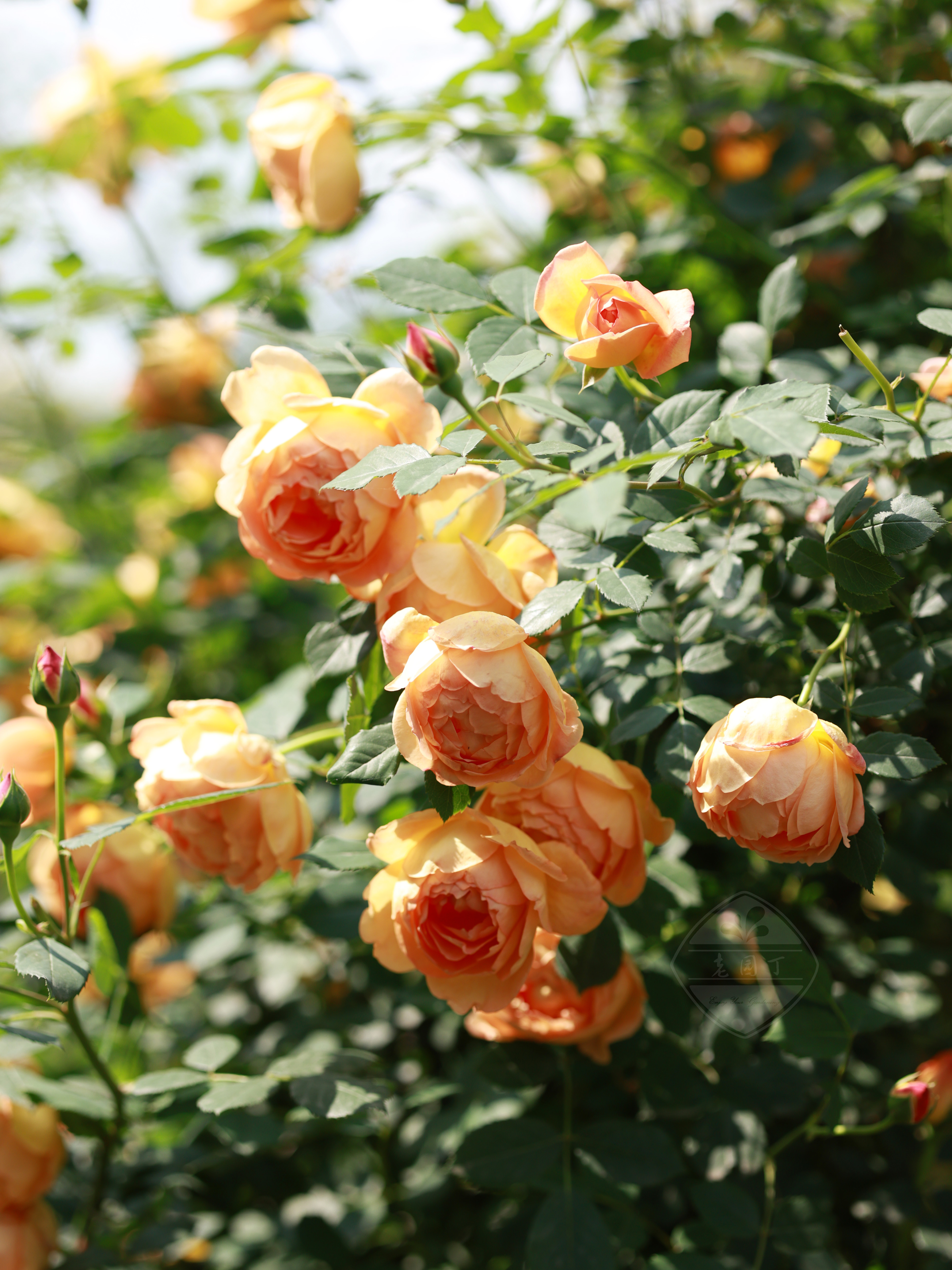 奥斯汀藤本月季P11盆 夏夫人黄金庆典威基伍德莫里斯 老园丁庭院,淘宝优惠券,粉丝福利购,淘宝优惠卷