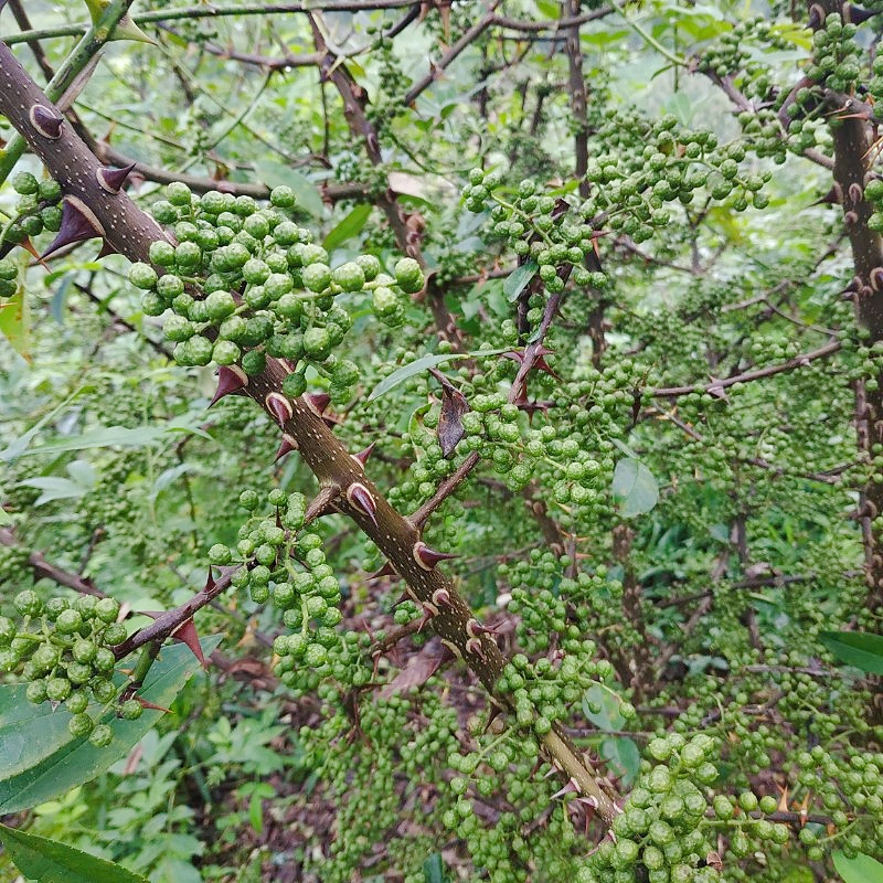 青花椒新鲜四川特产鲜花椒绿麻椒新鲜花椒真空500克包邮麻椒 - 图0