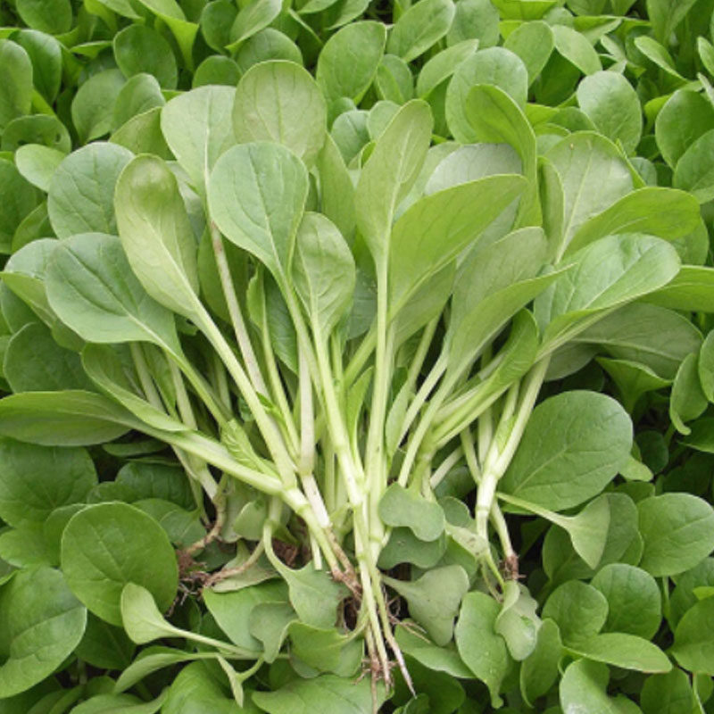 鸡毛菜籽优质小白菜子上海青生长快速小油菜蔬菜籽阳台播种青菜,淘宝优惠券,粉丝福利购,淘宝优惠卷