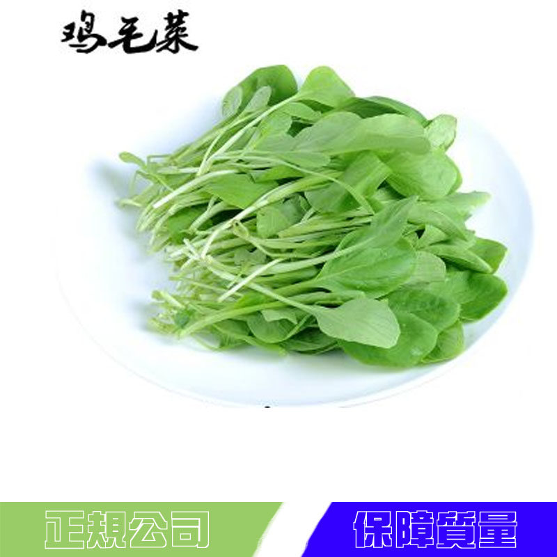 鸡毛菜籽优质小白菜子上海青生长快速小油菜蔬菜籽阳台播种青菜,淘宝优惠券,粉丝福利购,淘宝优惠卷