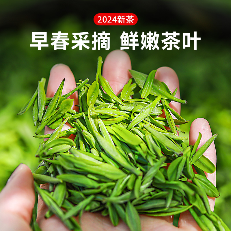 2024新茶雀舌特级明前浓香型绿茶叶自己喝嫩芽春茶招待礼盒装 - 图2