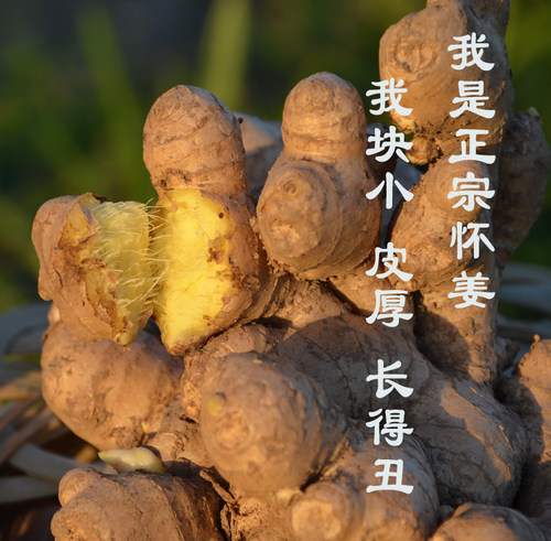 焦作博爱上庄山王庄新鲜怀姜土姜老姜新姜生姜怀姜糖膏原料3斤装 - 图0