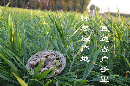 焦作博爱上庄山王庄新鲜怀姜土姜老姜新姜生姜怀姜糖膏原料3斤装 - 图2