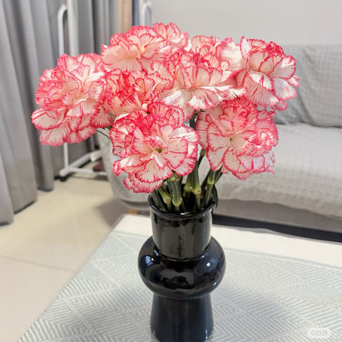康乃馨鲜花云南直发基地同城速递配送水养花束昆明生日母亲节礼物 - 图2