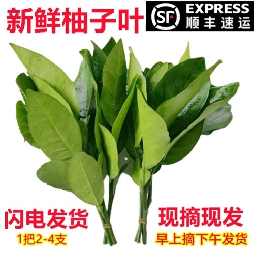 新鲜柚子叶现摘过年洗澡柚子叶去尘纳福转好运去晦气专用柚子叶,淘宝优惠券,粉丝福利购,淘宝优惠卷