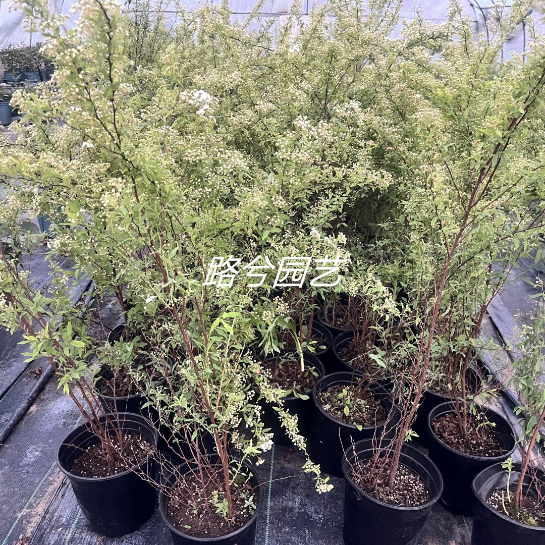 路兮小农民重瓣绣线菊小手球粉色喷雪花耐寒耐热庭院阳台盆栽切花,淘宝优惠券,粉丝福利购,淘宝优惠卷