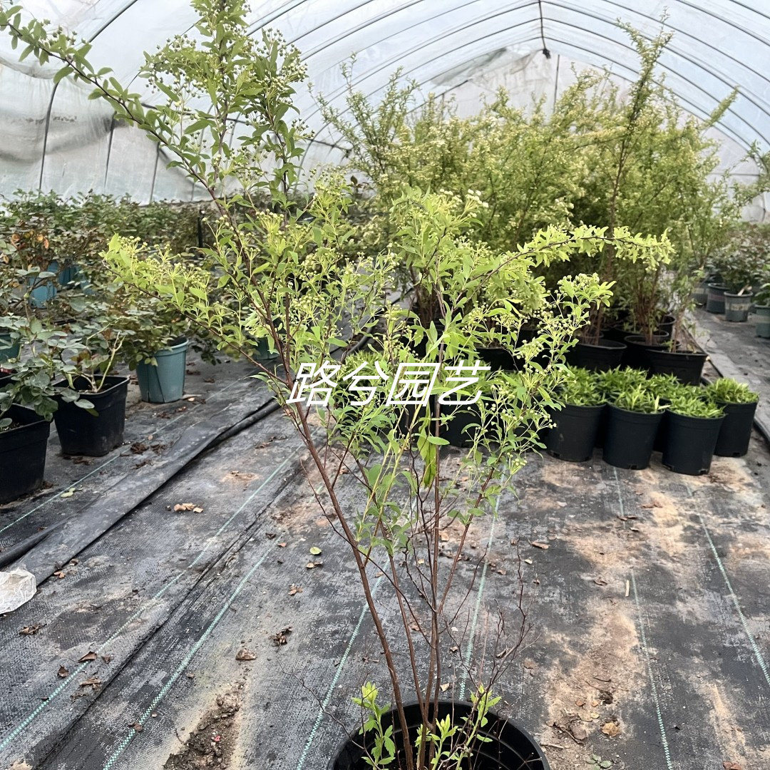 路兮小农民重瓣绣线菊小手球粉色喷雪花耐寒耐热庭院阳台盆栽切花,淘宝优惠券,粉丝福利购,淘宝优惠卷