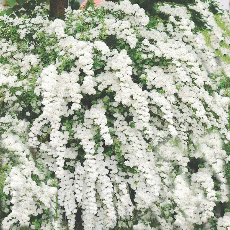 路兮小农民重瓣绣线菊小手球粉色喷雪花耐寒耐热庭院阳台盆栽切花,淘宝优惠券,粉丝福利购,淘宝优惠卷