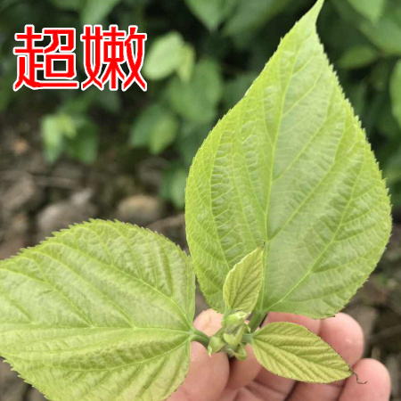 桑叶新鲜嫩桑叶食用桑叶芽农家自种桑树叶现摘现发桑芽菜 - 图2