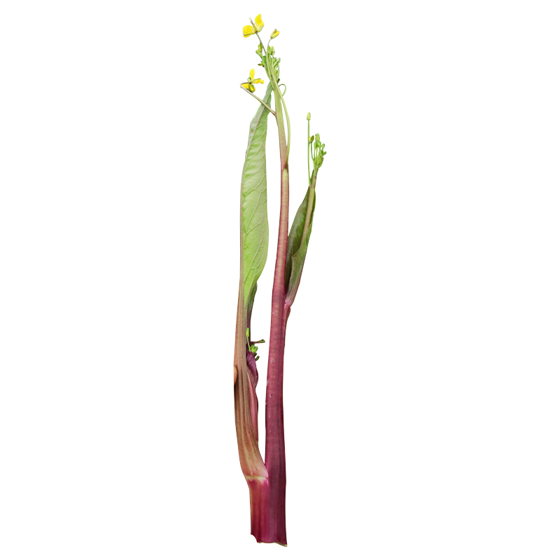红菜苔种孑红菜苔种籽早熟红菜苔种紫菜苔种孑蔬菜种孑秋季-图3