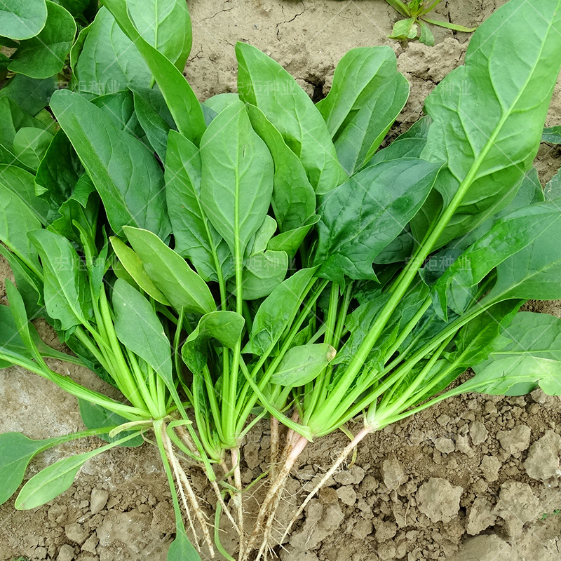 农家菠菜种籽 菠菜孑菠菜 耐热种种子耐寒 四季散装 红根蔬菜秋季 - 图0