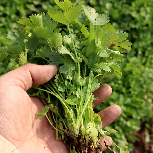 香菜种籽老品种 香菜种子 四季 大叶小叶香菜籽种 山东 芫荽种籽 - 图0
