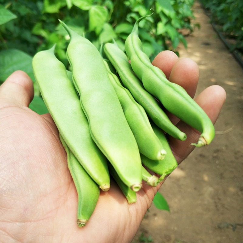 东北油豆角种籽豆角种子四季特大高产春秋架豆种籽油豆种子-图1