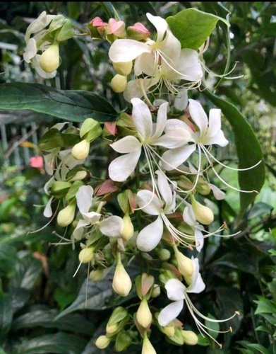 荷兰短枝垂茉莉荷兰进口网红花卉 白玉 垂枝垂丝垂吊阳台室内 - 图1