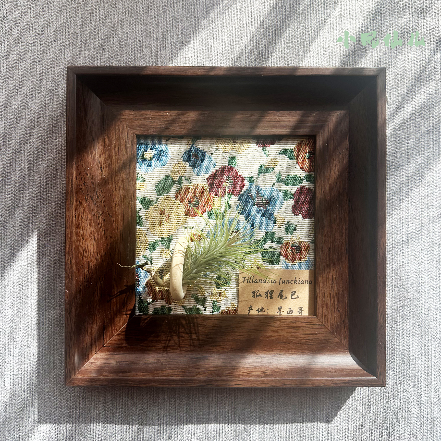 小凤仙儿空气凤梨套餐懒人现代画框桌面墙上深棕色相框5寸新背景,淘宝优惠券,粉丝福利购,淘宝优惠卷