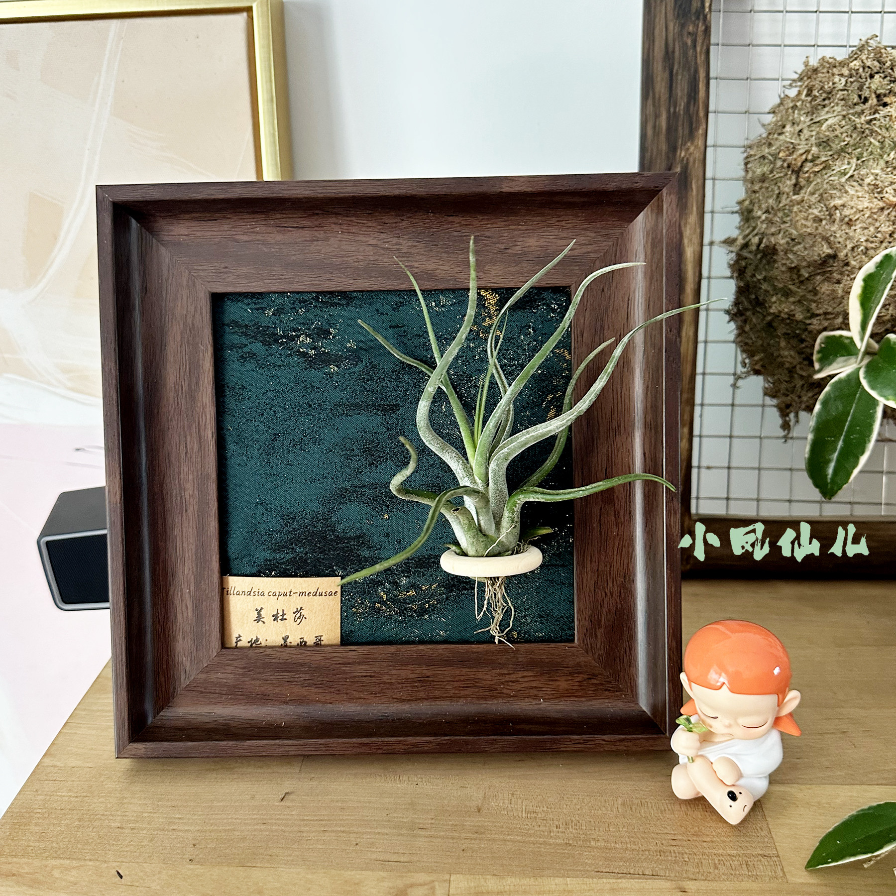 小凤仙儿空气凤梨磁吸装饰画框复古桌面墙上深棕色相框6寸送礼,淘宝优惠券,粉丝福利购,淘宝优惠卷