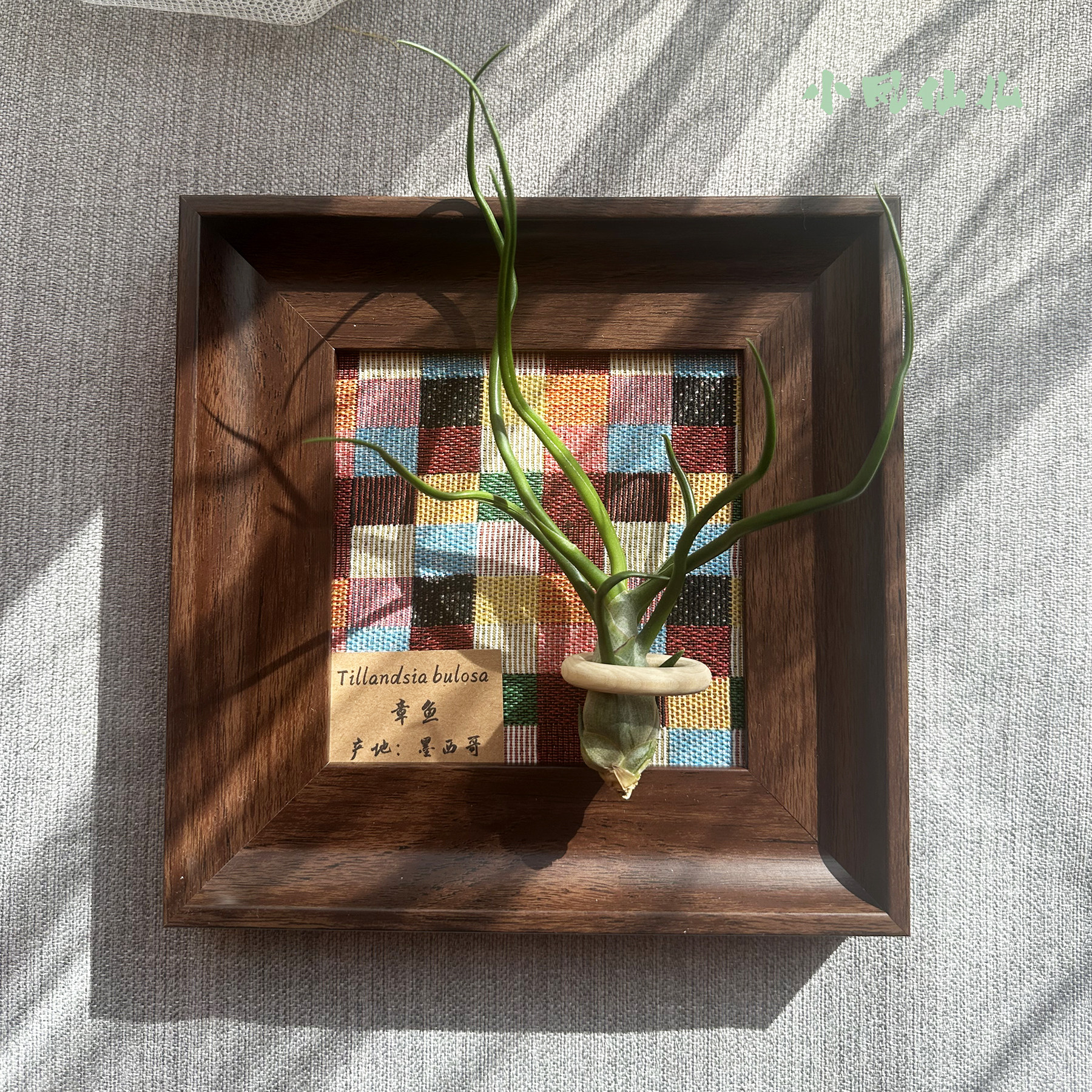 小凤仙儿空气凤梨套餐懒人现代画框桌面墙上深棕色相框5寸新背景,淘宝优惠券,粉丝福利购,淘宝优惠卷