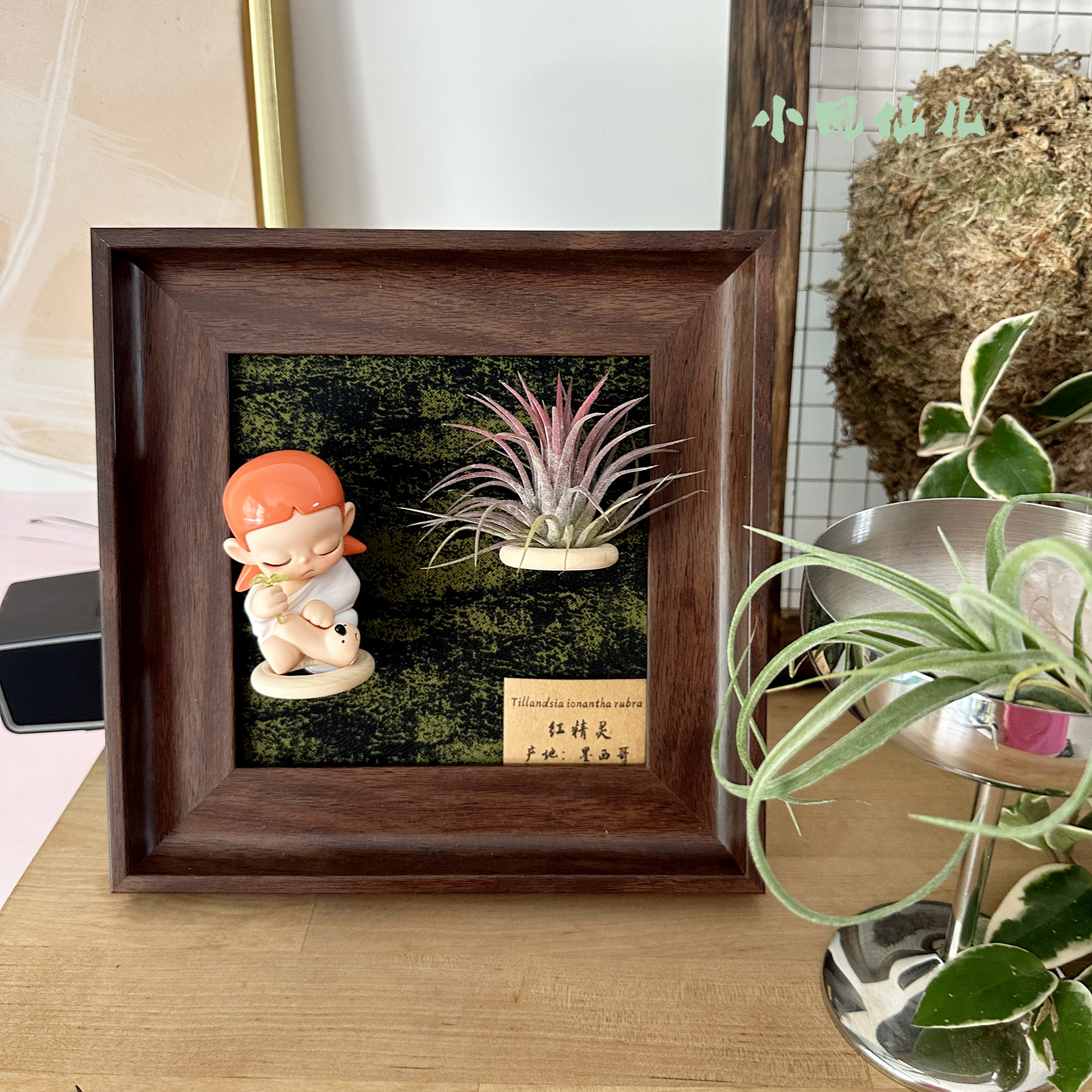 小凤仙儿空气凤梨磁吸装饰画框复古桌面墙上深棕色相框6寸送礼,淘宝优惠券,粉丝福利购,淘宝优惠卷