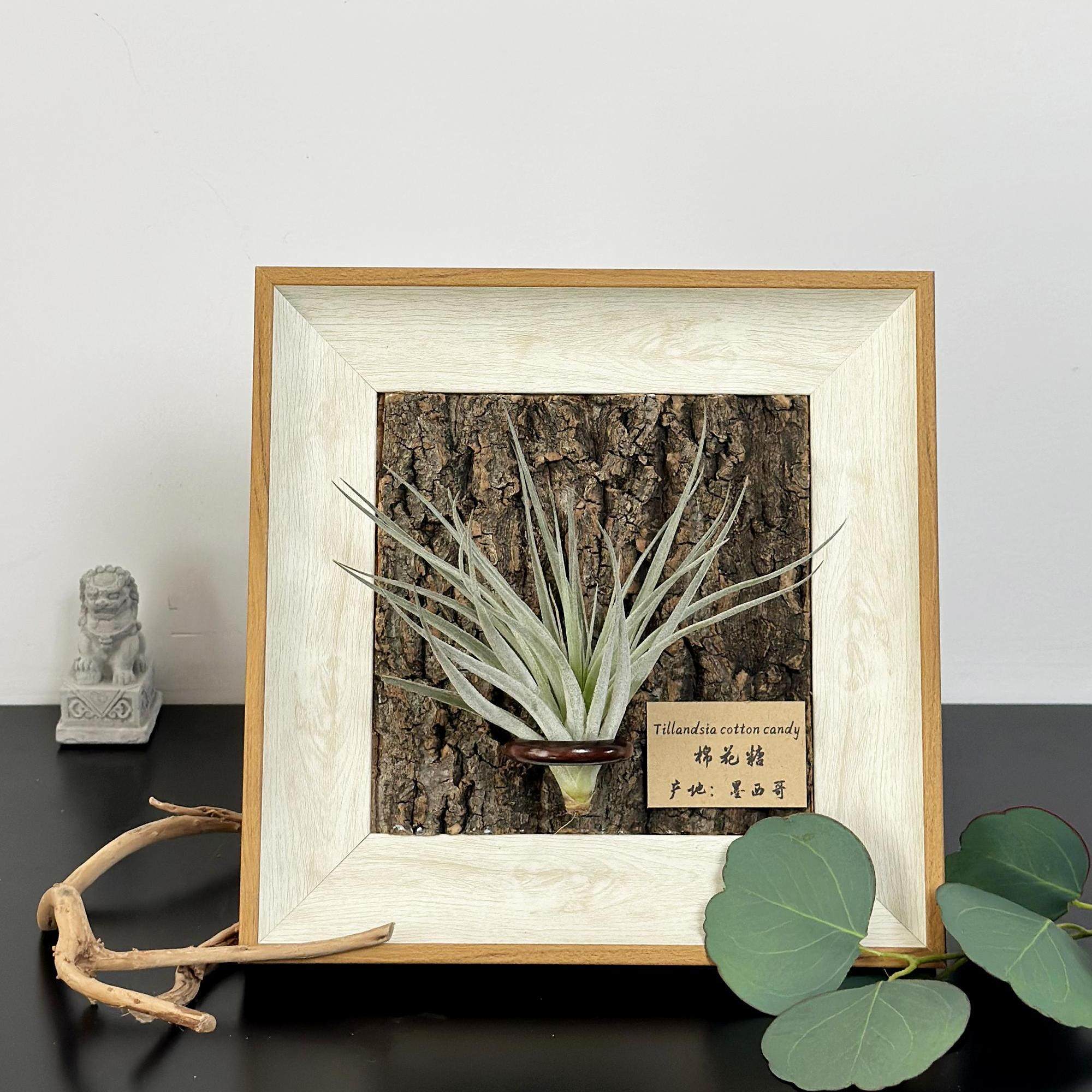ins空气凤梨套餐懒人现代装饰画框复古桌面室内挂墙真树皮相框6寸,淘宝优惠券,粉丝福利购,淘宝优惠卷
