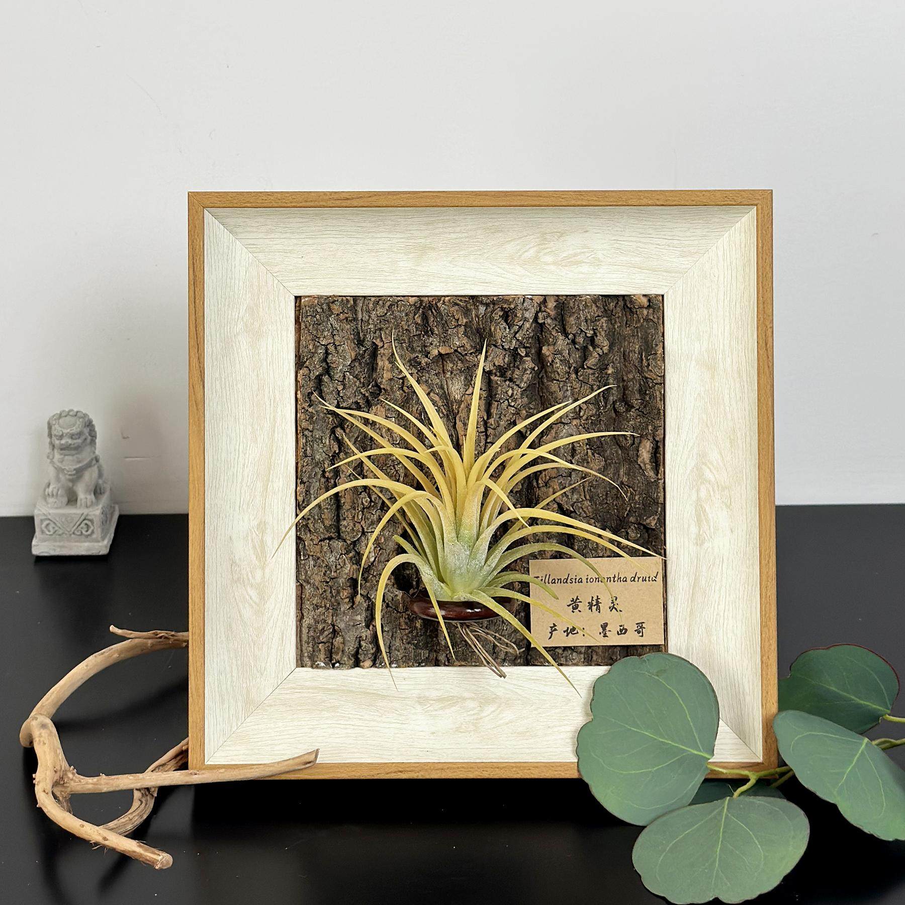 ins空气凤梨套餐懒人现代装饰画框复古桌面室内挂墙真树皮相框6寸,淘宝优惠券,粉丝福利购,淘宝优惠卷