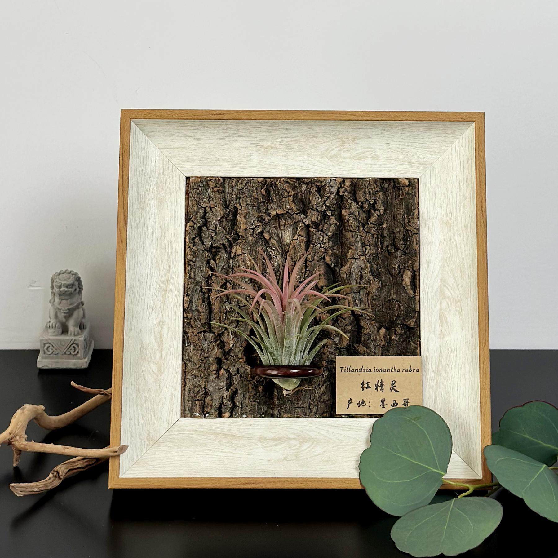 ins空气凤梨套餐懒人现代装饰画框复古桌面室内挂墙真树皮相框6寸,淘宝优惠券,粉丝福利购,淘宝优惠卷