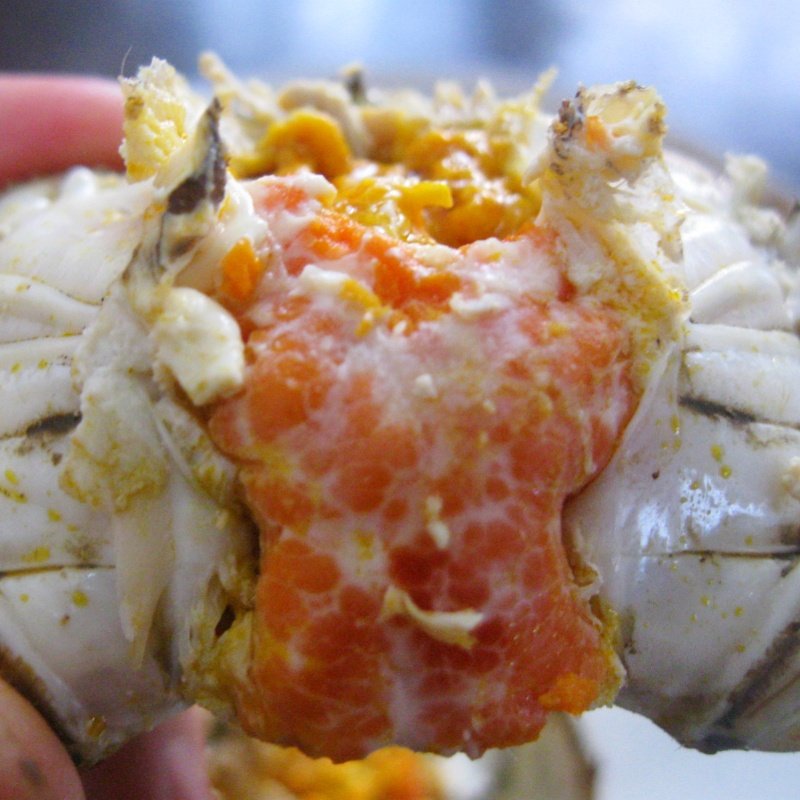 【余记17年老店】大闸蟹鲜活螃蟹公母湖蟹河蟹大蟹4.0两母礼盒,淘宝优惠券,粉丝福利购,淘宝优惠卷