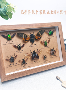 天然昆虫标本装饰画科普教学