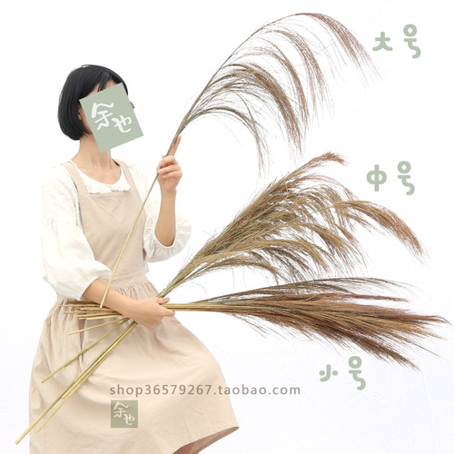 芦苇蒲苇干花婚纱店橱窗摆件婚礼婚庆现场道具装饰书店客栈文艺 - 图3