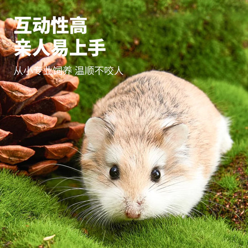 向小希小仓鼠活体宠物无需打疫苗老婆婆布丁金狐奶茶老公公送笼子 - 图0