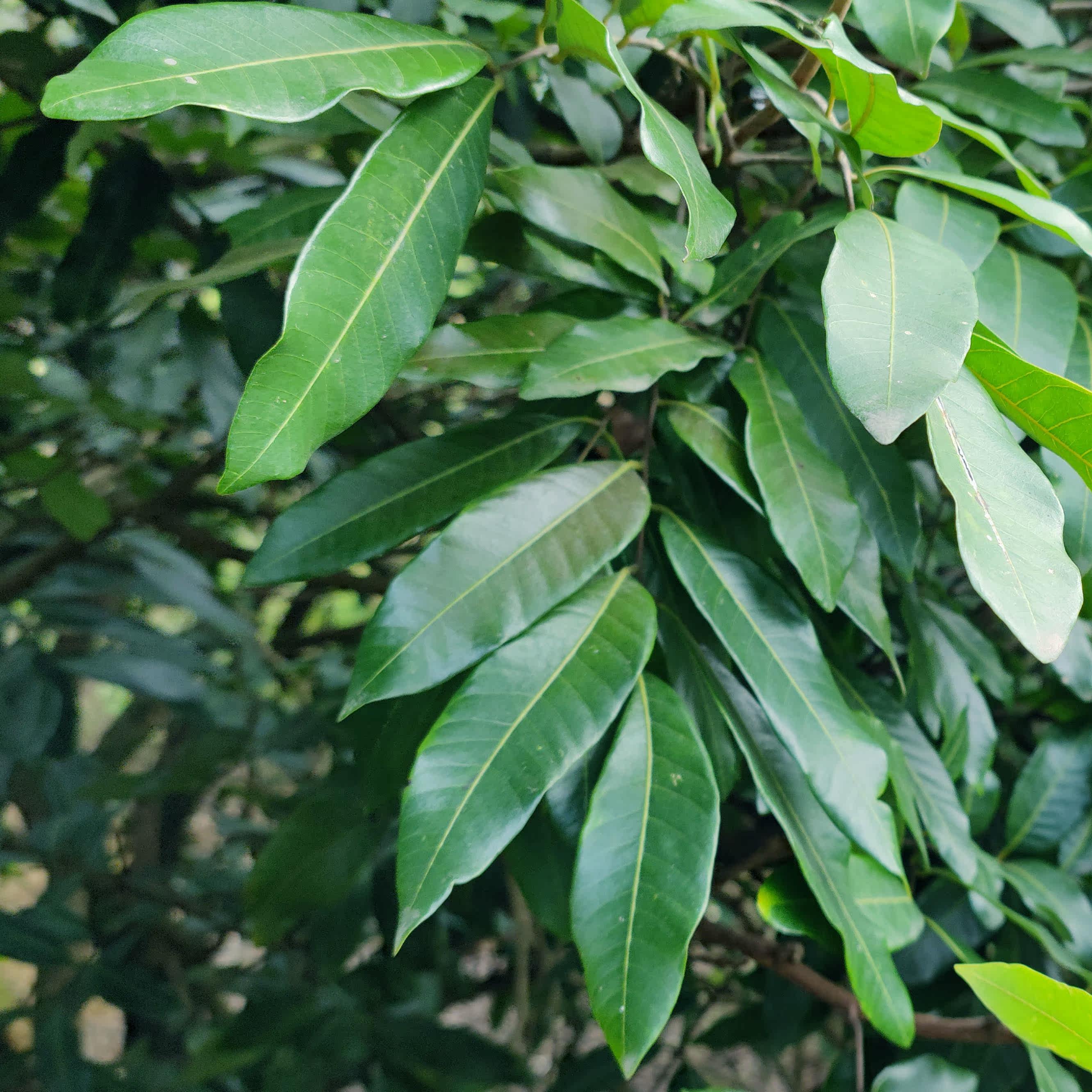 广西新鲜龙眼叶乌龟缸造景装饰植物沉木逃避晒干袋装叶子桂圆叶