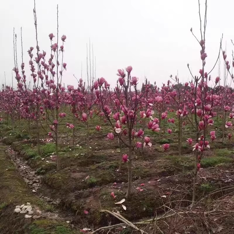 玉兰树苗红黄紫玉兰庭院别墅造景阳台盆栽花苗广玉兰地载绿化种植-图2