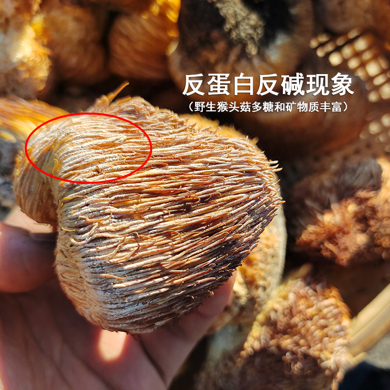 纯野生猴头菇干货250g 东北特产级养胃猴头菇真 无掺杂当年新货 - 图3